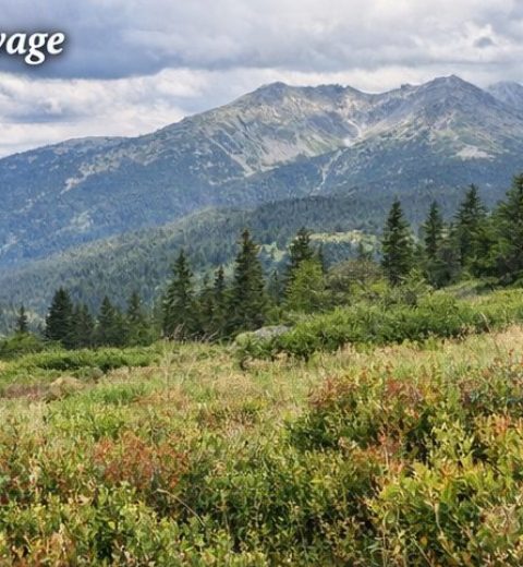 Recette de la Véritable Croziflette Savoyarde